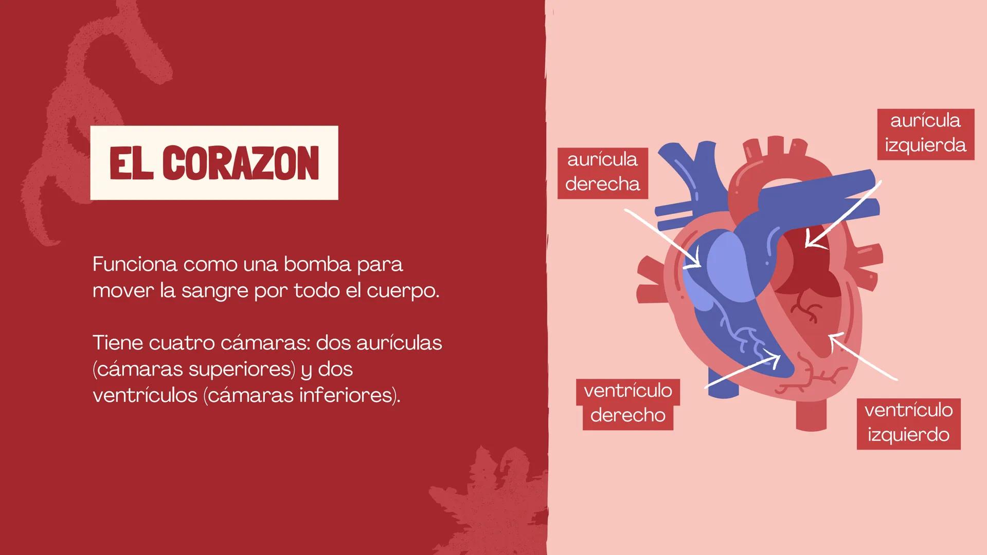 SISTEMA
CIRCULATORIO
CORAZÓN
El papel del corazón, la sangre
y los vasos sanguíneos. EL CORAZON
Funciona como una bomba para
mover la sangre