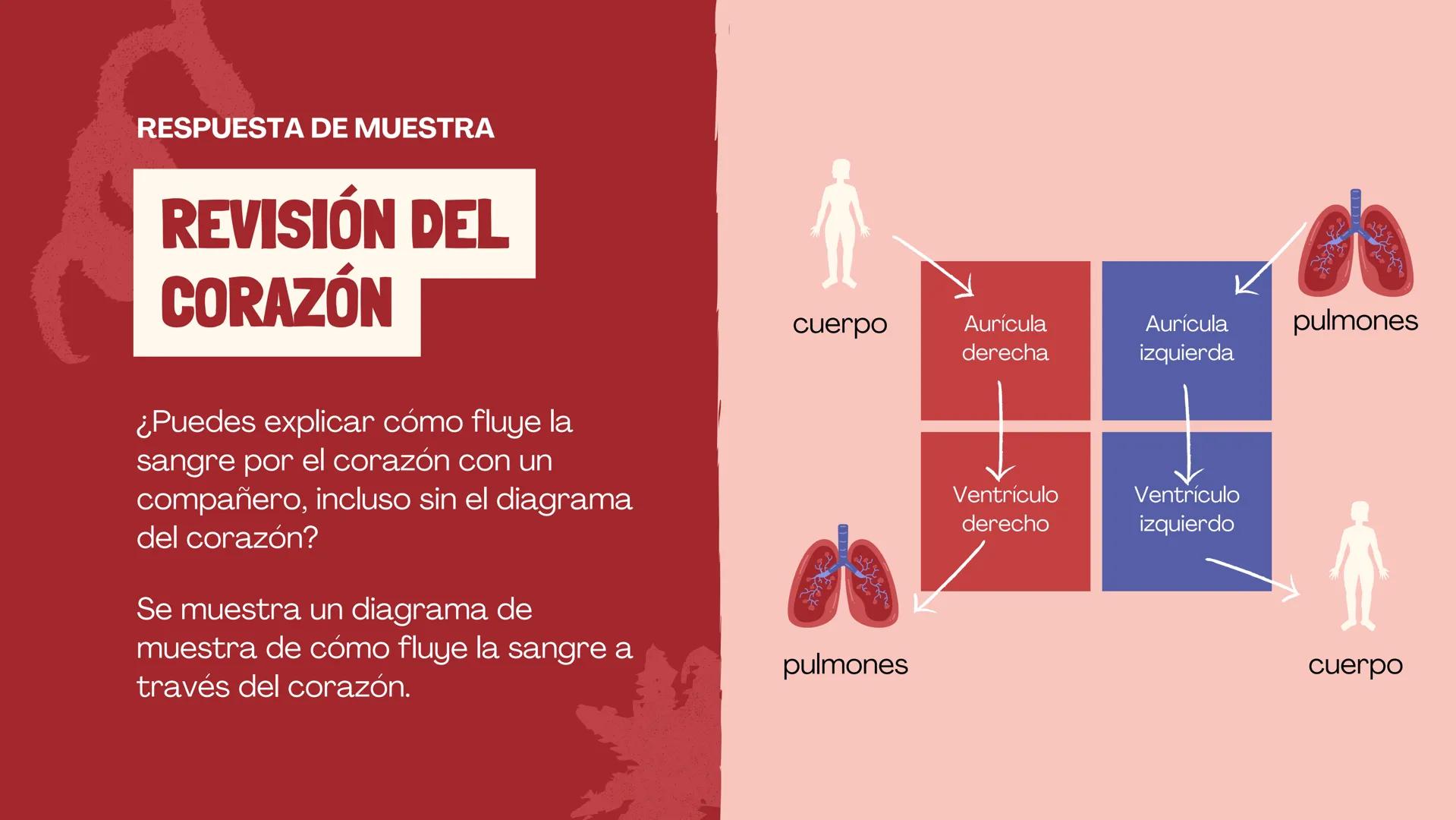 SISTEMA
CIRCULATORIO
CORAZÓN
El papel del corazón, la sangre
y los vasos sanguíneos. EL CORAZON
Funciona como una bomba para
mover la sangre
