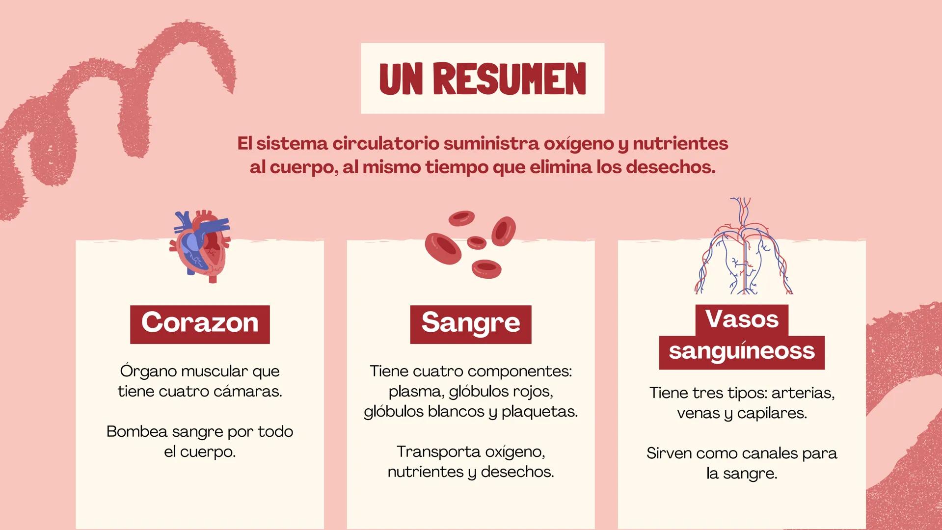 SISTEMA
CIRCULATORIO
CORAZÓN
El papel del corazón, la sangre
y los vasos sanguíneos. EL CORAZON
Funciona como una bomba para
mover la sangre