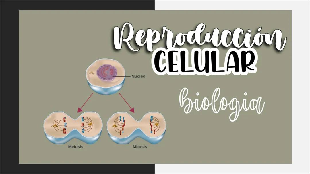 Las Etapas de la División Celular
