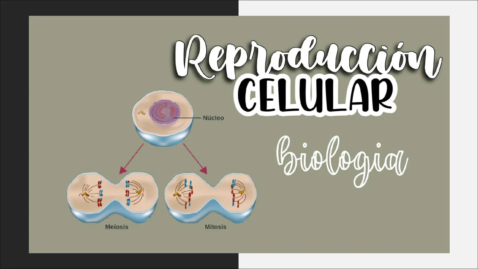 # Reproducción
## CELULAR
- Núcleo
Biología
Meiosis
Mitosis # Reproducción celular
CÉLULAS DIVIDIDAS Y Dan origen a nuevas
# ciclo celula