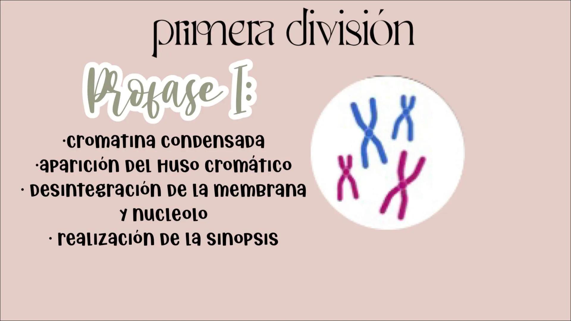 # Reproducción
## CELULAR
- Núcleo
Biología
Meiosis
Mitosis # Reproducción celular
CÉLULAS DIVIDIDAS Y Dan origen a nuevas
# ciclo celula