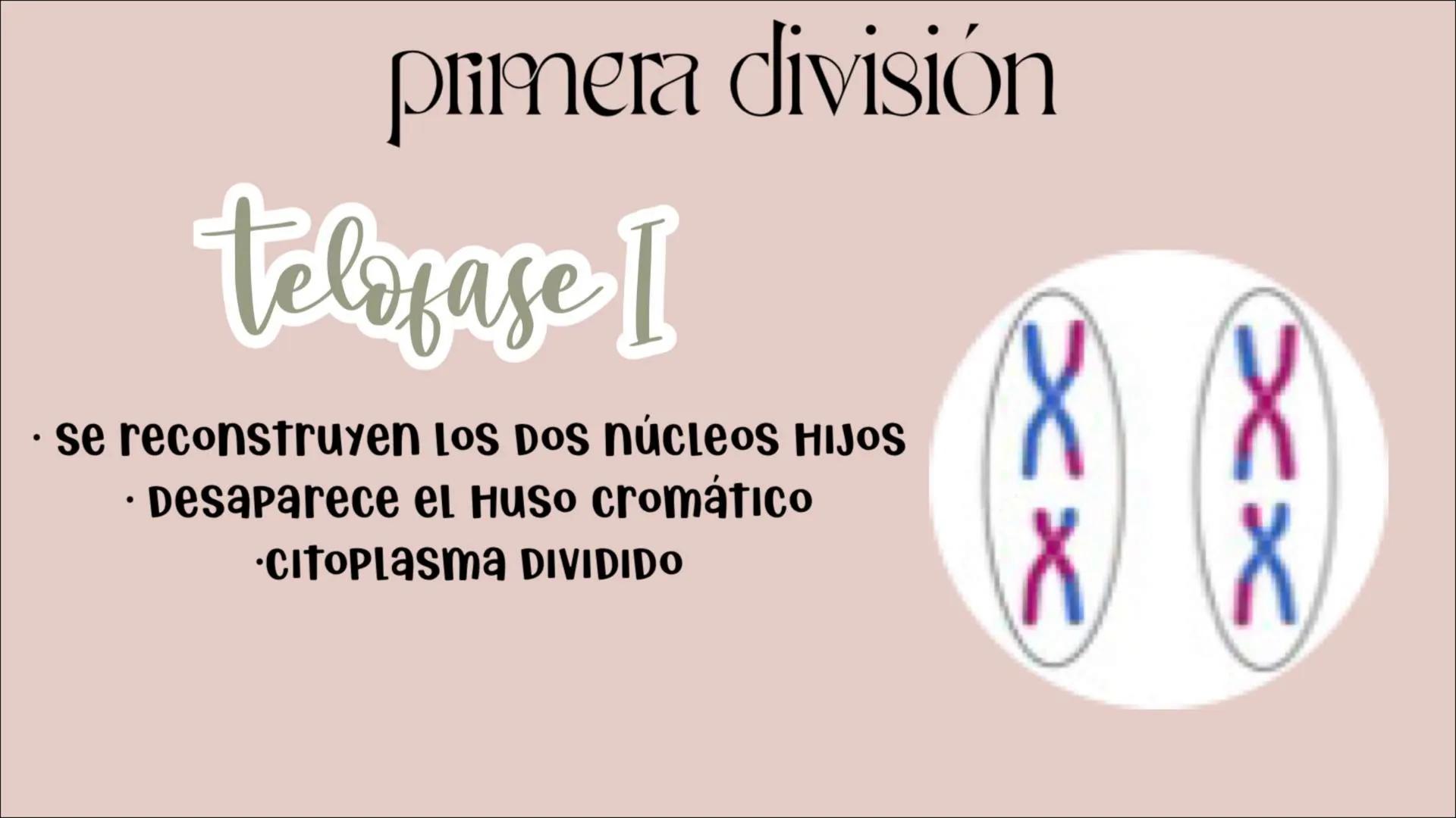 # Reproducción
## CELULAR
- Núcleo
Biología
Meiosis
Mitosis # Reproducción celular
CÉLULAS DIVIDIDAS Y Dan origen a nuevas
# ciclo celula