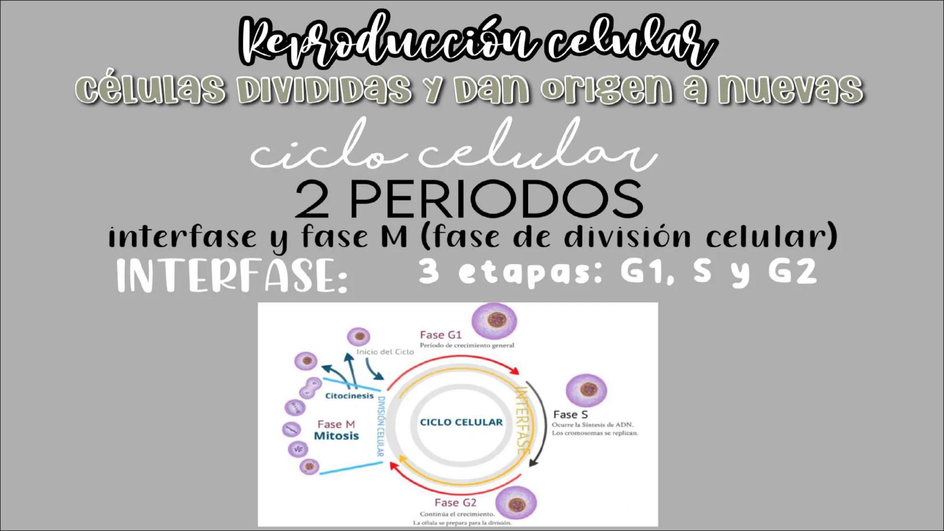 # Reproducción
## CELULAR
- Núcleo
Biología
Meiosis
Mitosis # Reproducción celular
CÉLULAS DIVIDIDAS Y Dan origen a nuevas
# ciclo celula