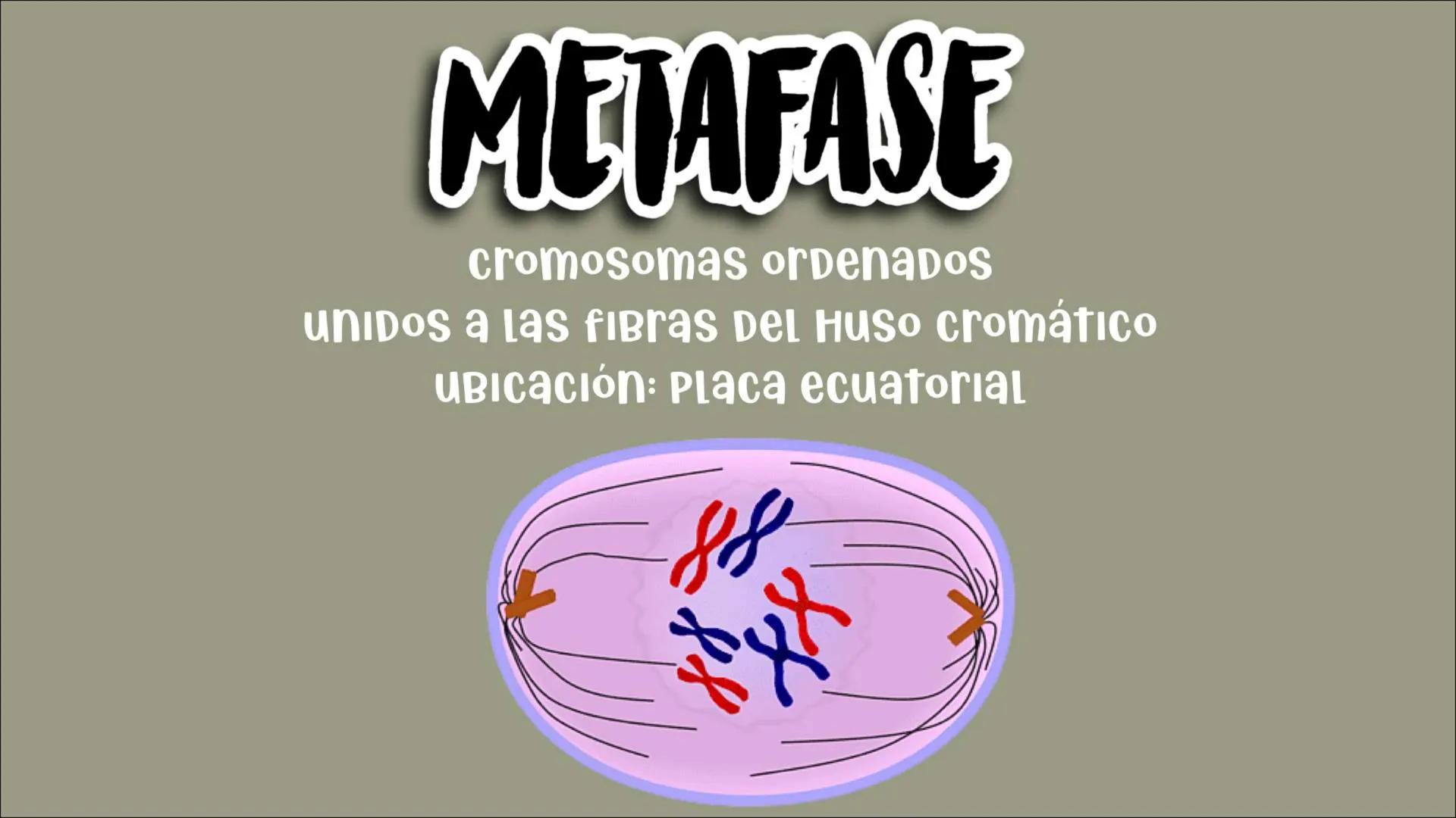 # Reproducción
## CELULAR
- Núcleo
Biología
Meiosis
Mitosis # Reproducción celular
CÉLULAS DIVIDIDAS Y Dan origen a nuevas
# ciclo celula