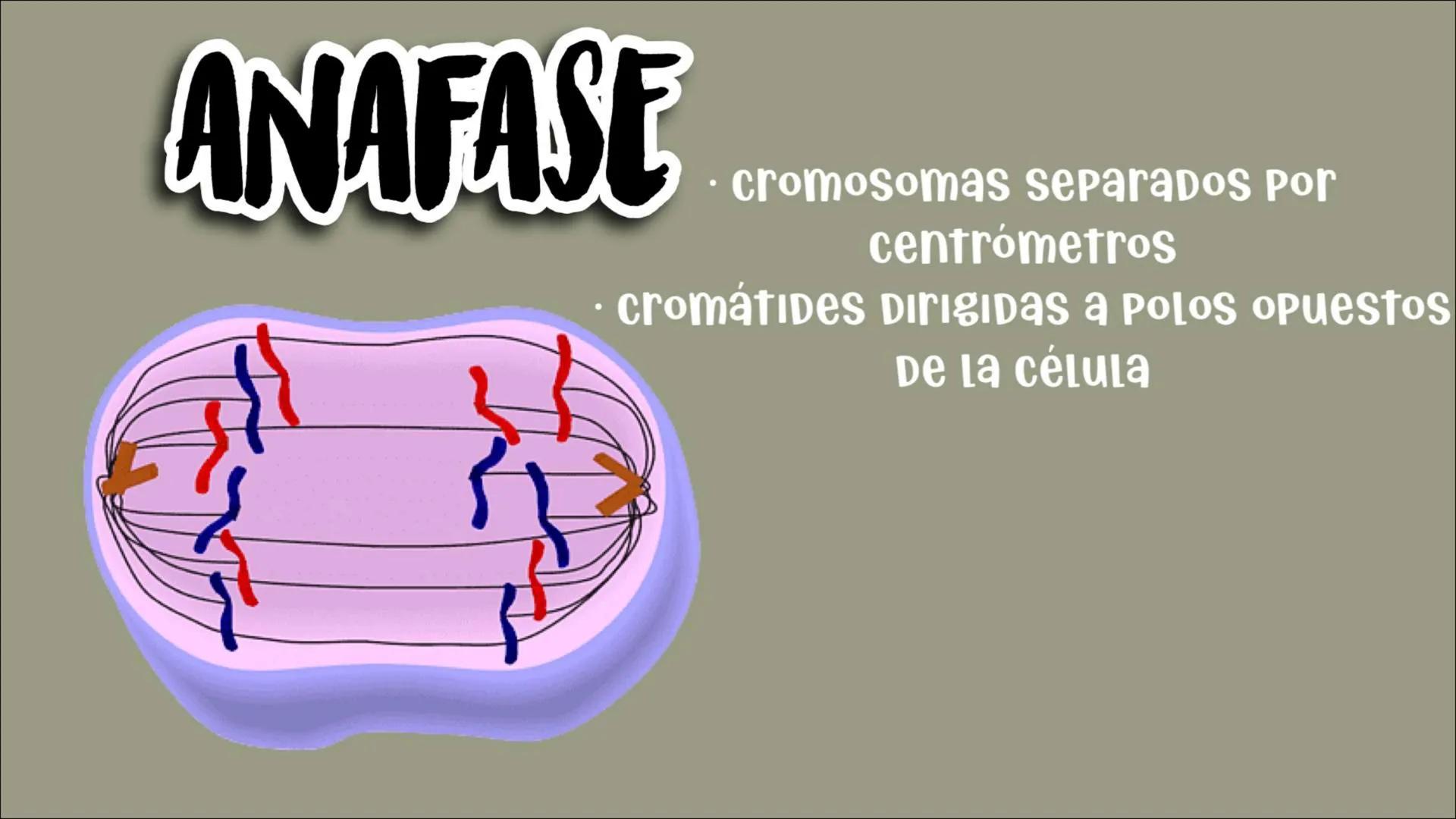 # Reproducción
## CELULAR
- Núcleo
Biología
Meiosis
Mitosis # Reproducción celular
CÉLULAS DIVIDIDAS Y Dan origen a nuevas
# ciclo celula