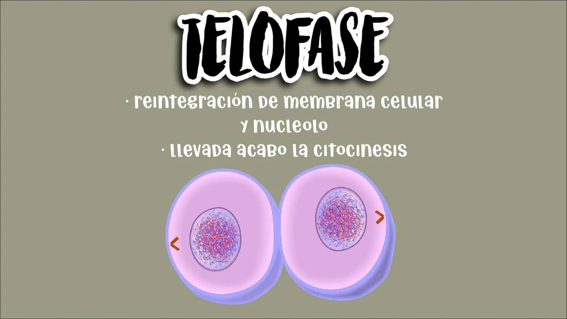 # Reproducción
## CELULAR
- Núcleo
Biología
Meiosis
Mitosis # Reproducción celular
CÉLULAS DIVIDIDAS Y Dan origen a nuevas
# ciclo celula