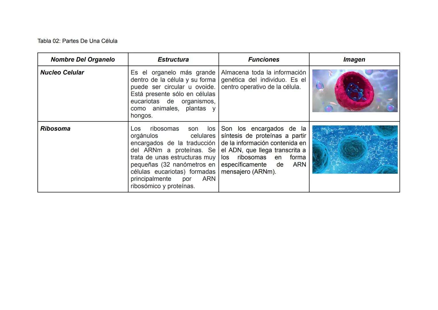 Tabla 02: Partes De Una Célula
| Nombre Del Organelo | Estructura | Funciones | Imagen |
|---|---|---|---|
| Nucleo Celular | Es el organel