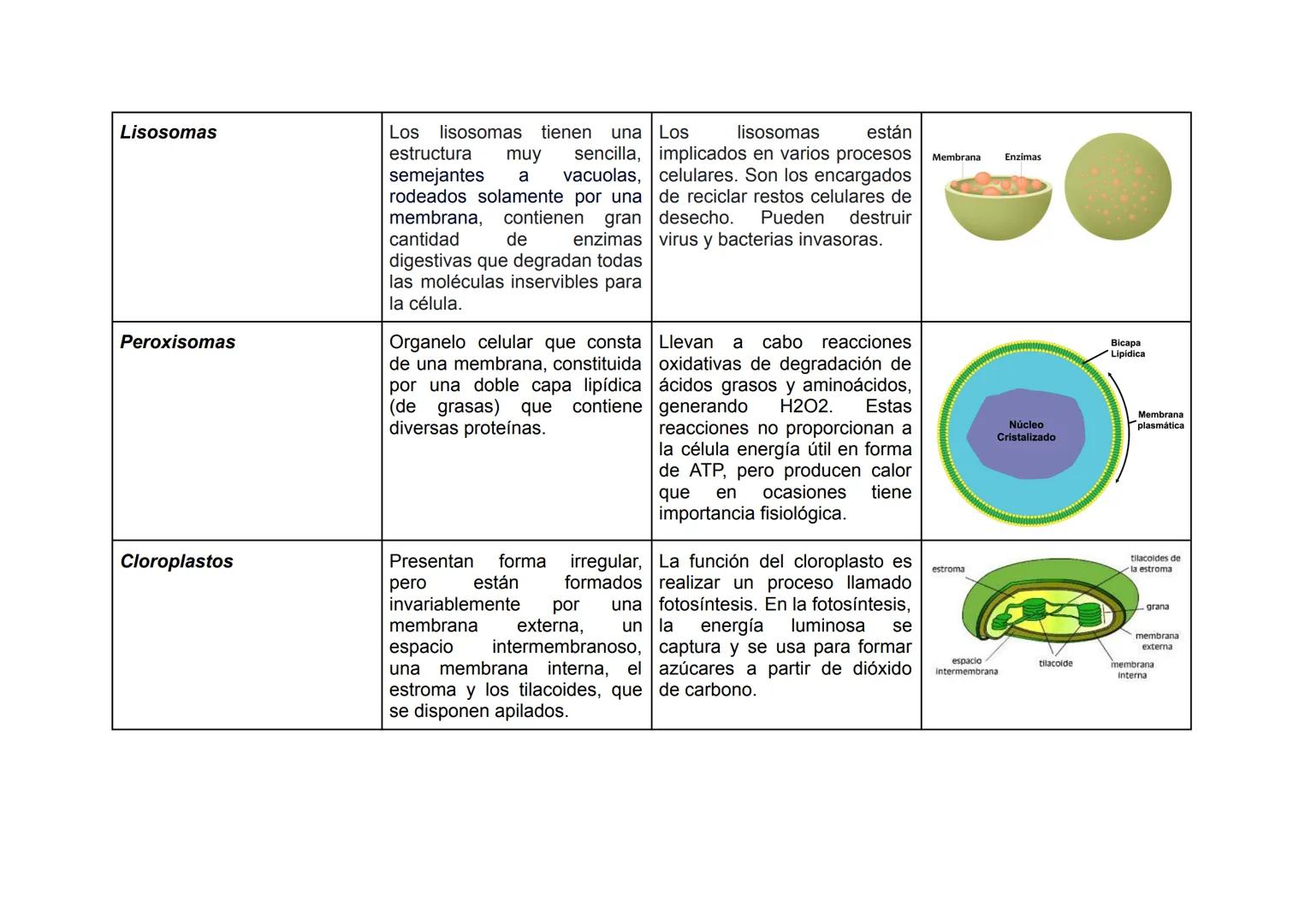 Tabla 02: Partes De Una Célula
| Nombre Del Organelo | Estructura | Funciones | Imagen |
|---|---|---|---|
| Nucleo Celular | Es el organel