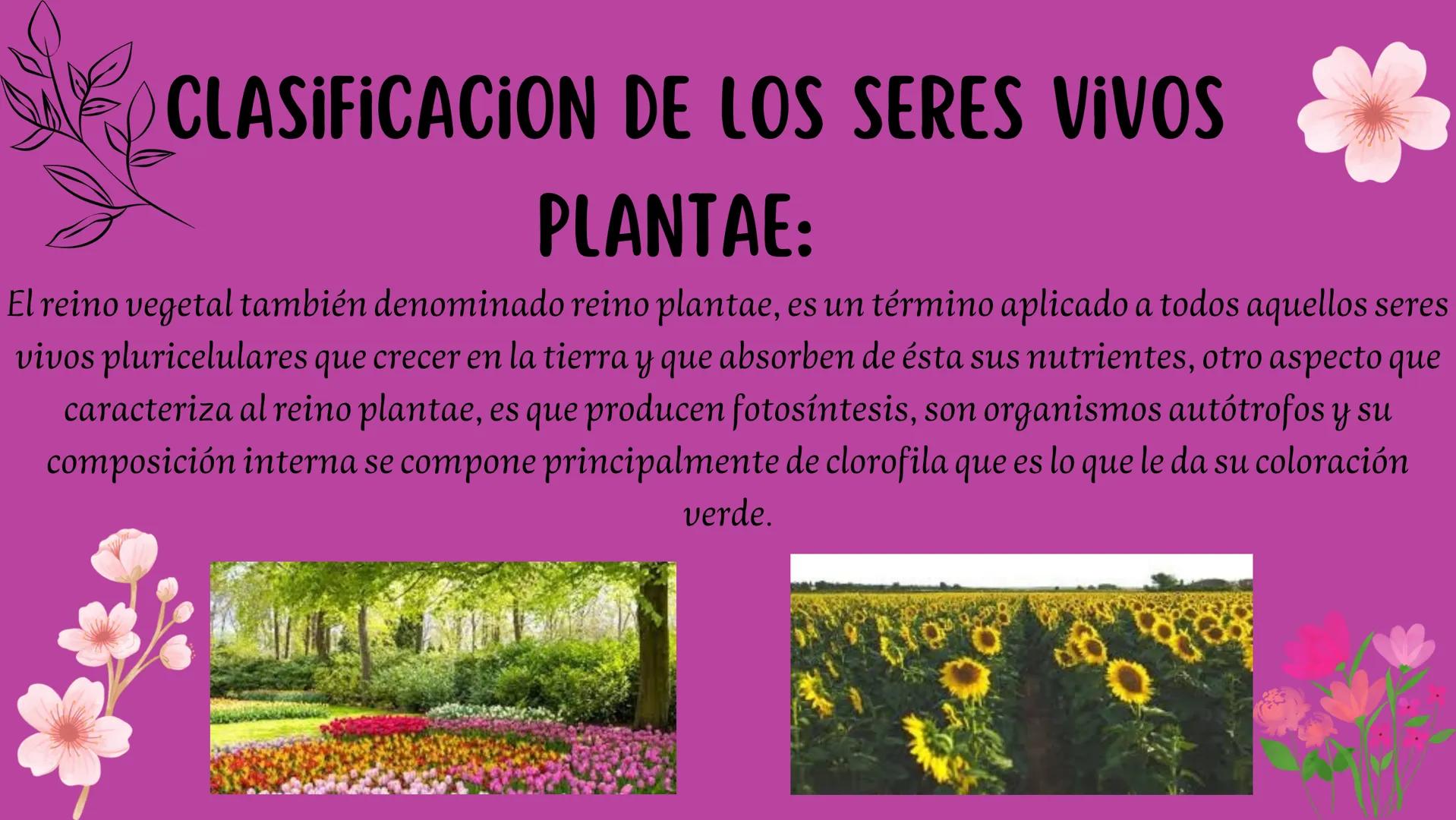 # CLASIFICACION DE LOS SERES VIVOS
PLANTAE:
El reino vegetal también denominado reino plantae, es un término aplicado a todos aquellos ser