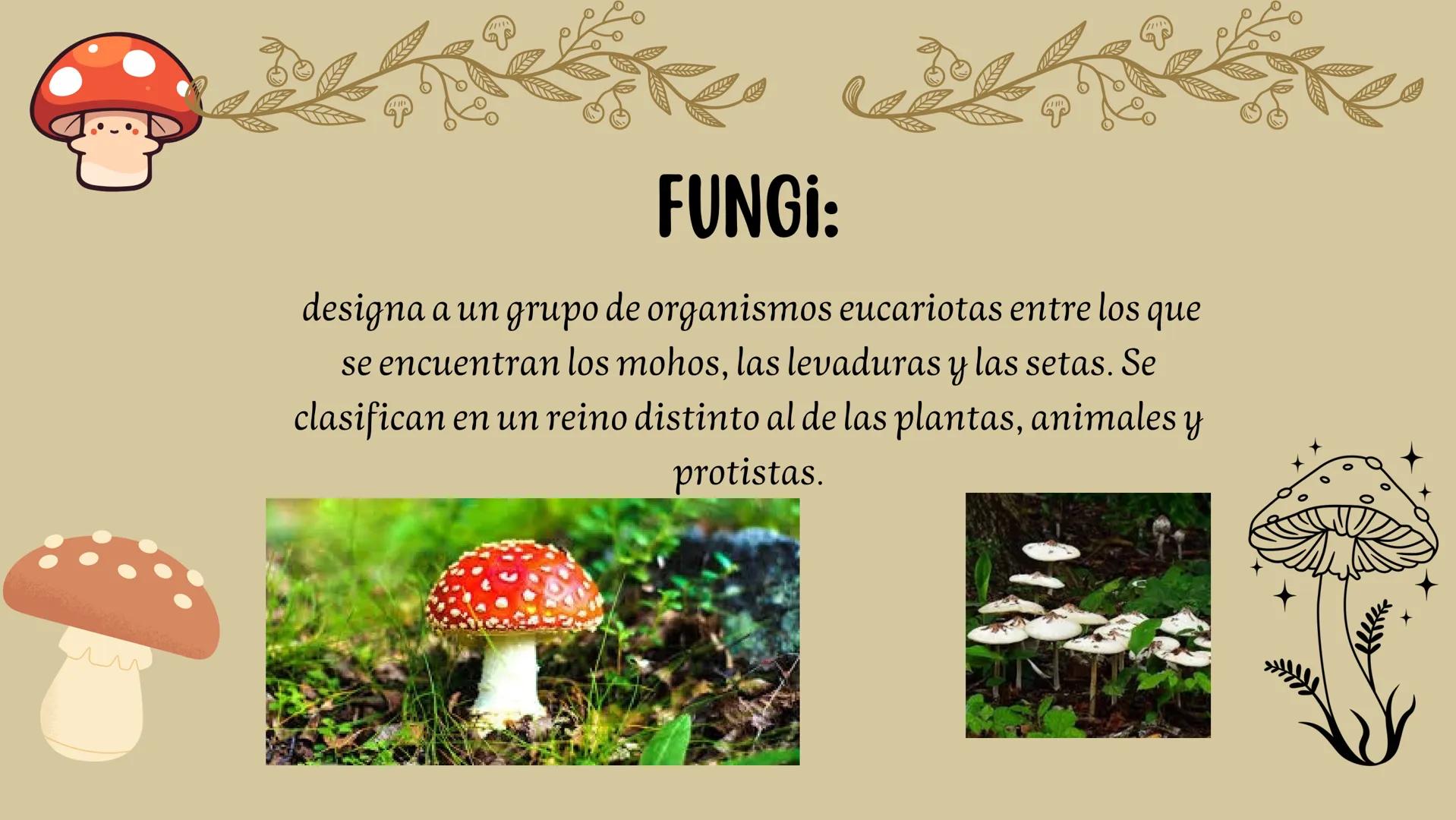 # CLASIFICACION DE LOS SERES VIVOS
PLANTAE:
El reino vegetal también denominado reino plantae, es un término aplicado a todos aquellos ser