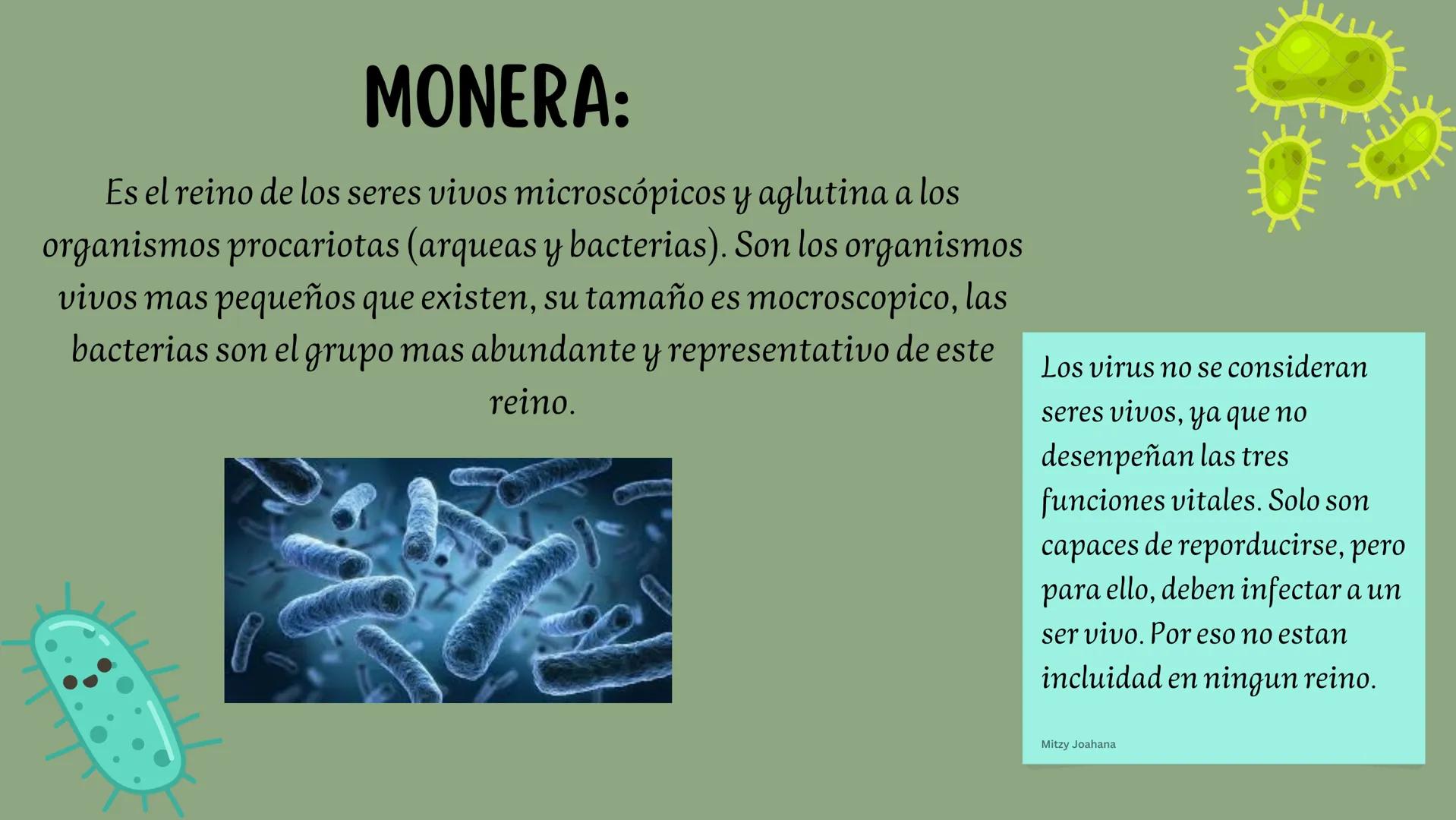 # CLASIFICACION DE LOS SERES VIVOS
PLANTAE:
El reino vegetal también denominado reino plantae, es un término aplicado a todos aquellos ser