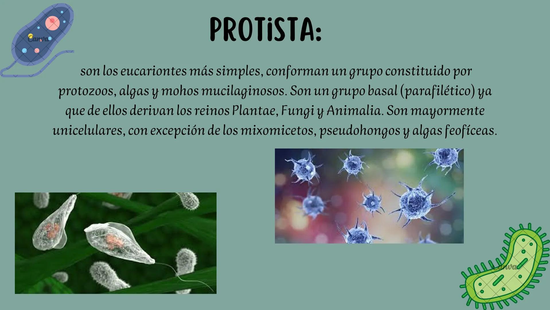 # CLASIFICACION DE LOS SERES VIVOS
PLANTAE:
El reino vegetal también denominado reino plantae, es un término aplicado a todos aquellos ser