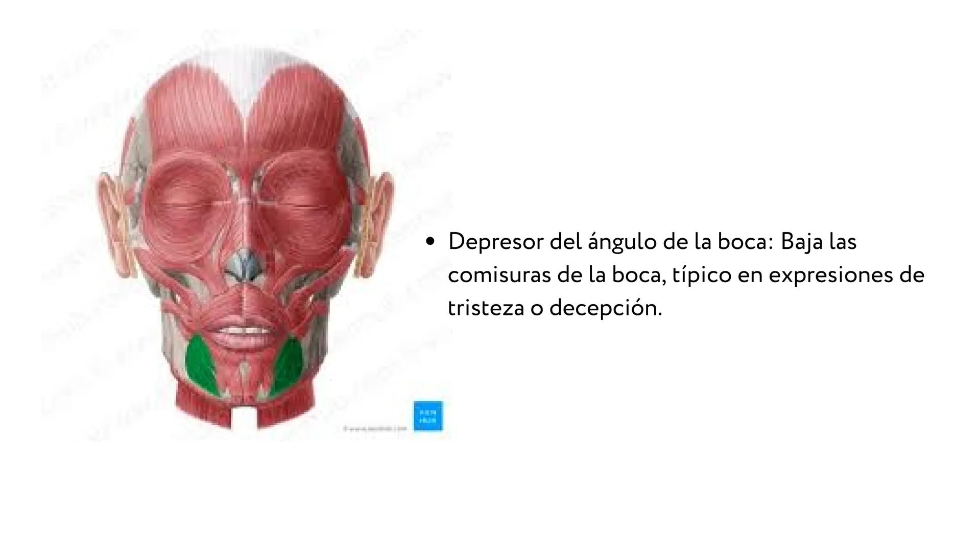 MÚSCULOS DE
LA EXPRESIÓN
FACIAL Son un grupo de músculos especializados que
nos permiten expresar emociones y sentimientos
mediante movimien
