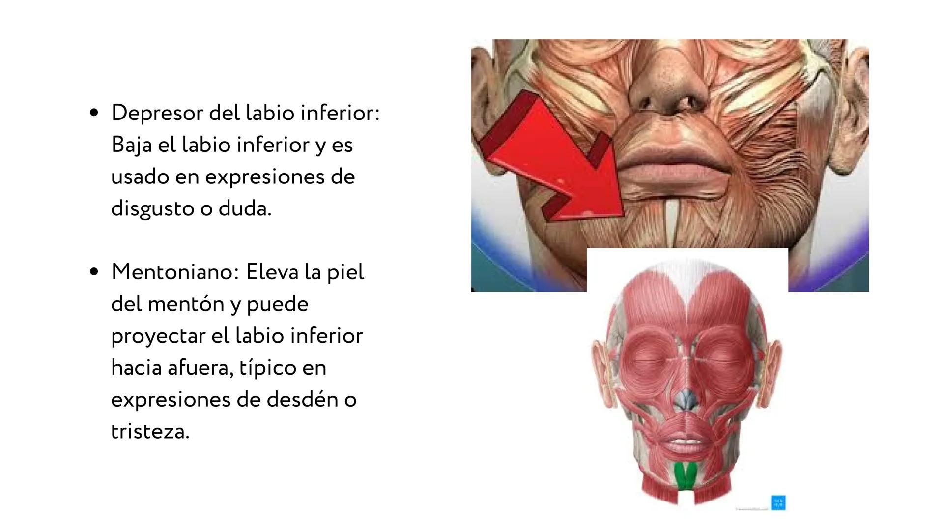 MÚSCULOS DE
LA EXPRESIÓN
FACIAL Son un grupo de músculos especializados que
nos permiten expresar emociones y sentimientos
mediante movimien