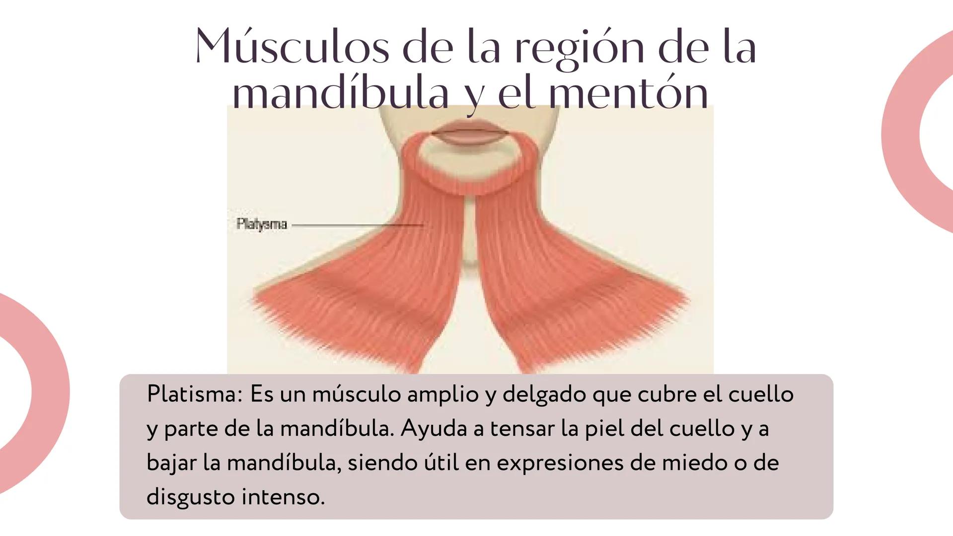 MÚSCULOS DE
LA EXPRESIÓN
FACIAL Son un grupo de músculos especializados que
nos permiten expresar emociones y sentimientos
mediante movimien