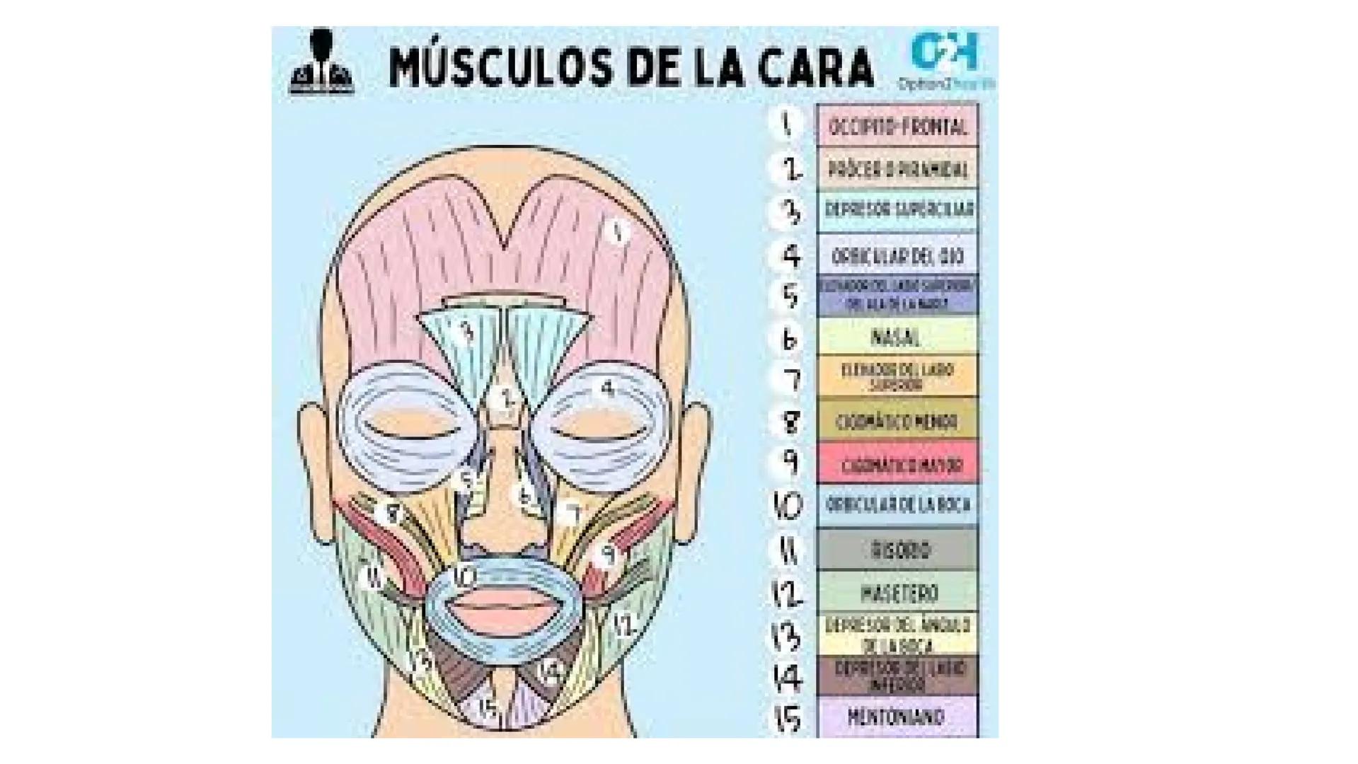 MÚSCULOS DE
LA EXPRESIÓN
FACIAL Son un grupo de músculos especializados que
nos permiten expresar emociones y sentimientos
mediante movimien