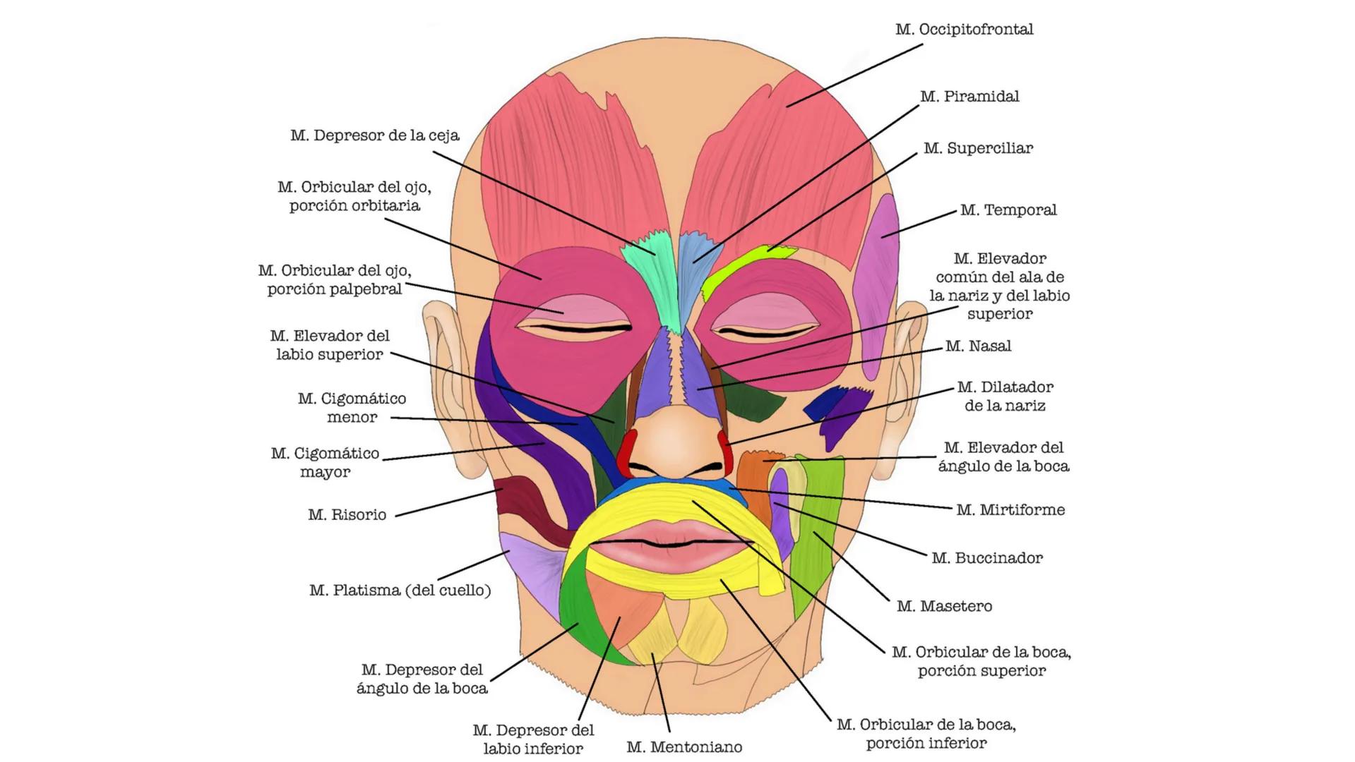 MÚSCULOS DE
LA EXPRESIÓN
FACIAL Son un grupo de músculos especializados que
nos permiten expresar emociones y sentimientos
mediante movimien