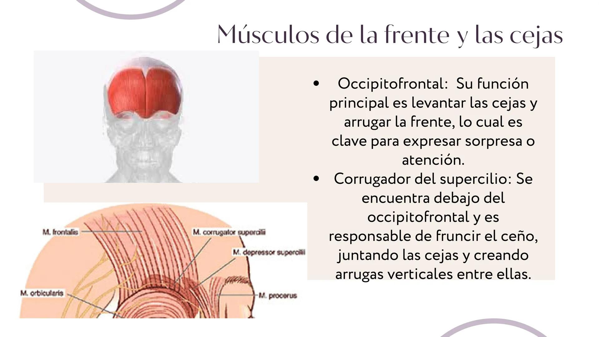 MÚSCULOS DE
LA EXPRESIÓN
FACIAL Son un grupo de músculos especializados que
nos permiten expresar emociones y sentimientos
mediante movimien