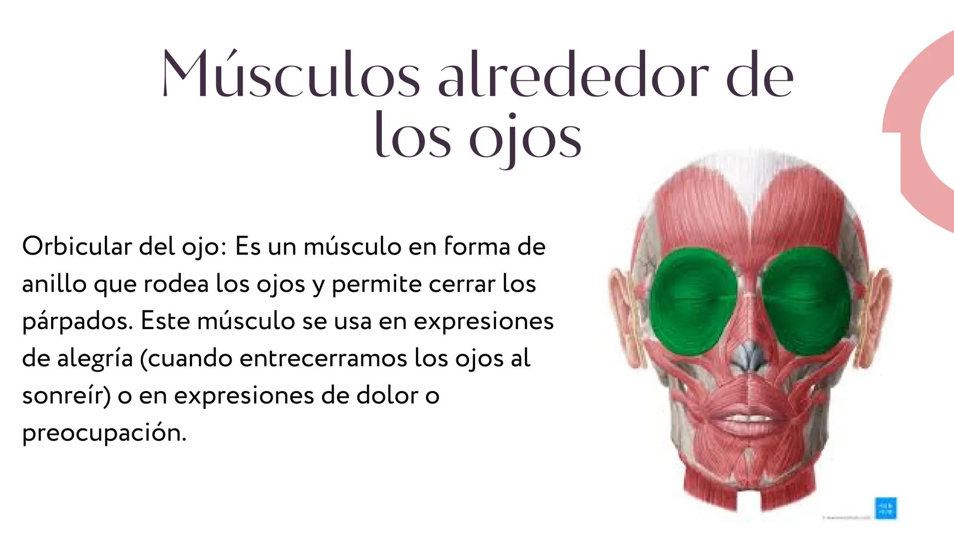 MÚSCULOS DE
LA EXPRESIÓN
FACIAL Son un grupo de músculos especializados que
nos permiten expresar emociones y sentimientos
mediante movimien