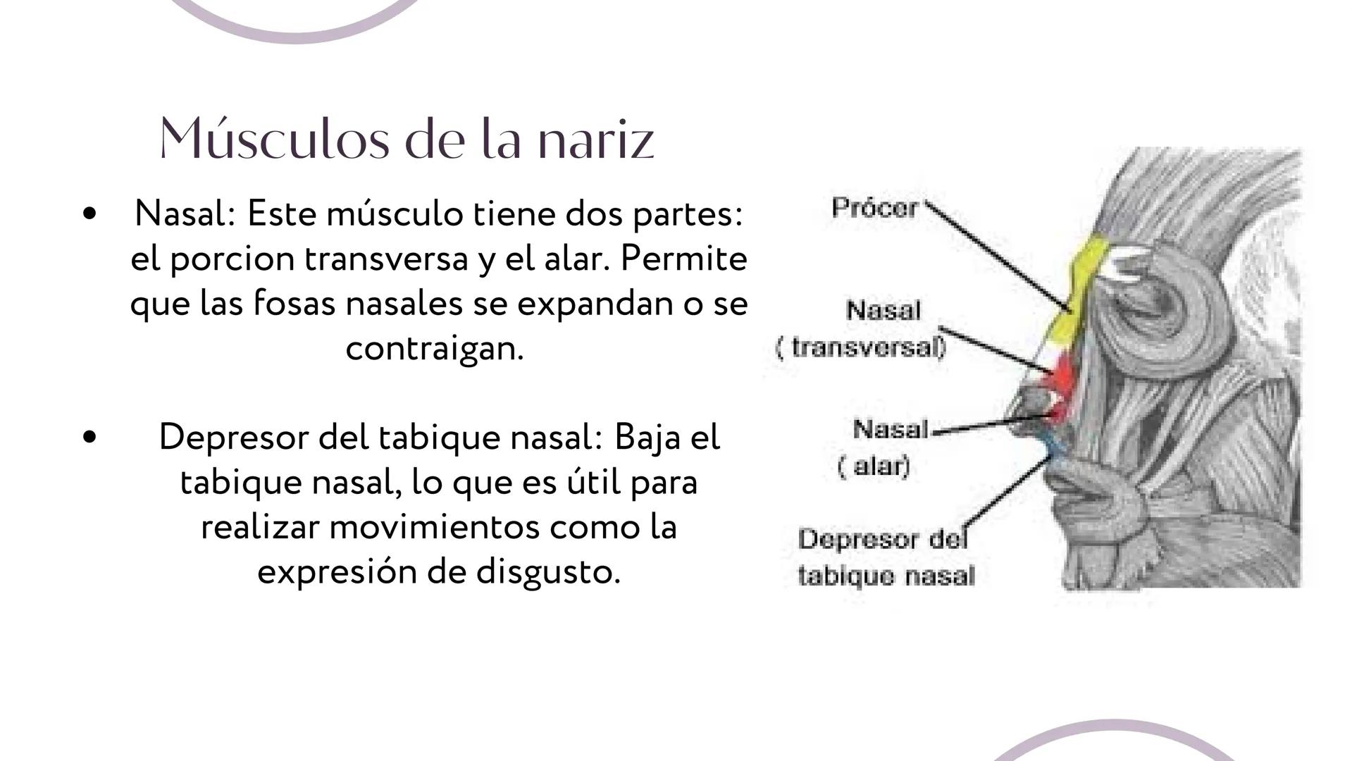 MÚSCULOS DE
LA EXPRESIÓN
FACIAL Son un grupo de músculos especializados que
nos permiten expresar emociones y sentimientos
mediante movimien