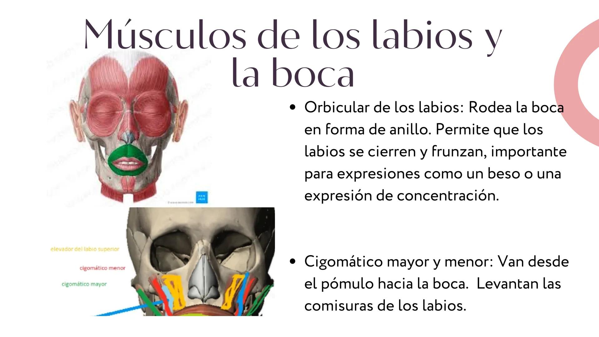 MÚSCULOS DE
LA EXPRESIÓN
FACIAL Son un grupo de músculos especializados que
nos permiten expresar emociones y sentimientos
mediante movimien