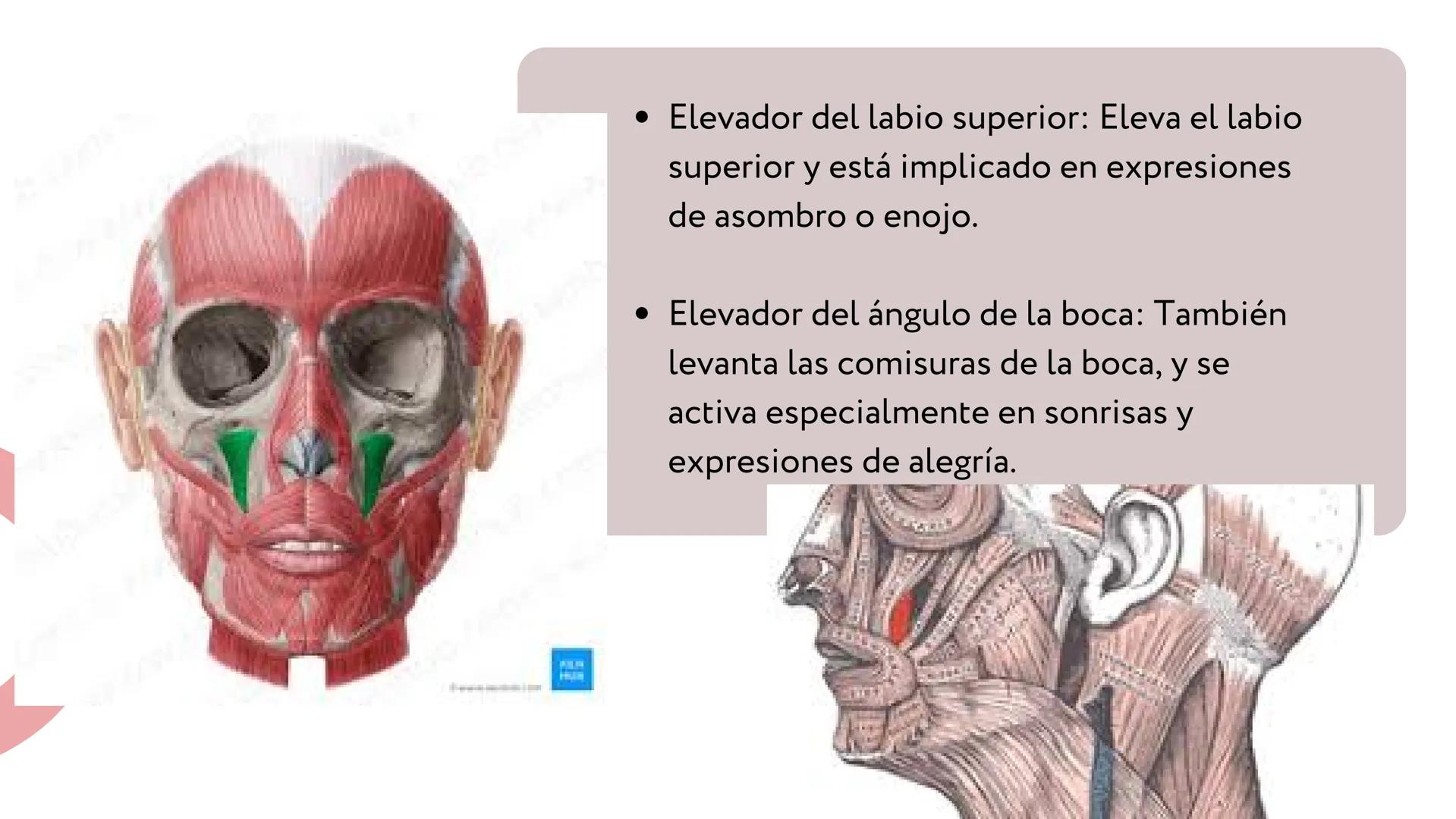 MÚSCULOS DE
LA EXPRESIÓN
FACIAL Son un grupo de músculos especializados que
nos permiten expresar emociones y sentimientos
mediante movimien