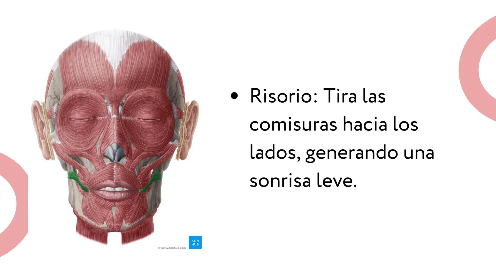 MÚSCULOS DE
LA EXPRESIÓN
FACIAL Son un grupo de músculos especializados que
nos permiten expresar emociones y sentimientos
mediante movimien
