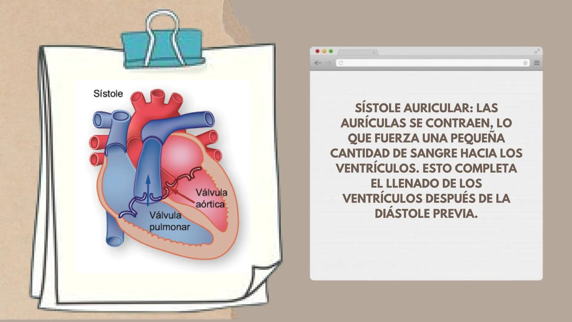 CICLO
CARDÍACO Aurícula derecha: Recibe sangre
pobre en oxígeno de las venas
principales, como la vena cava
superior e inferior, y la envía