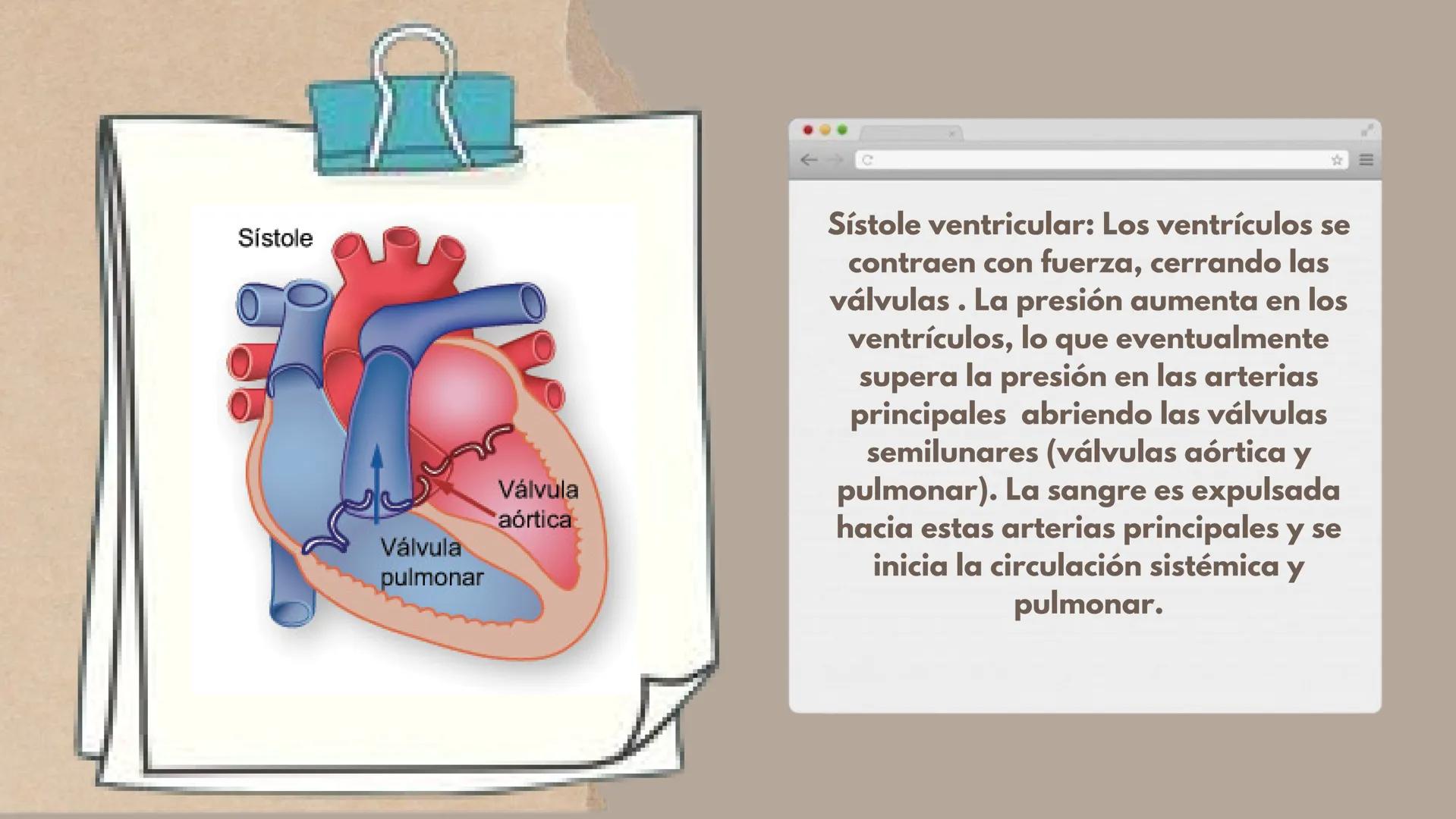 CICLO
CARDÍACO Aurícula derecha: Recibe sangre
pobre en oxígeno de las venas
principales, como la vena cava
superior e inferior, y la envía