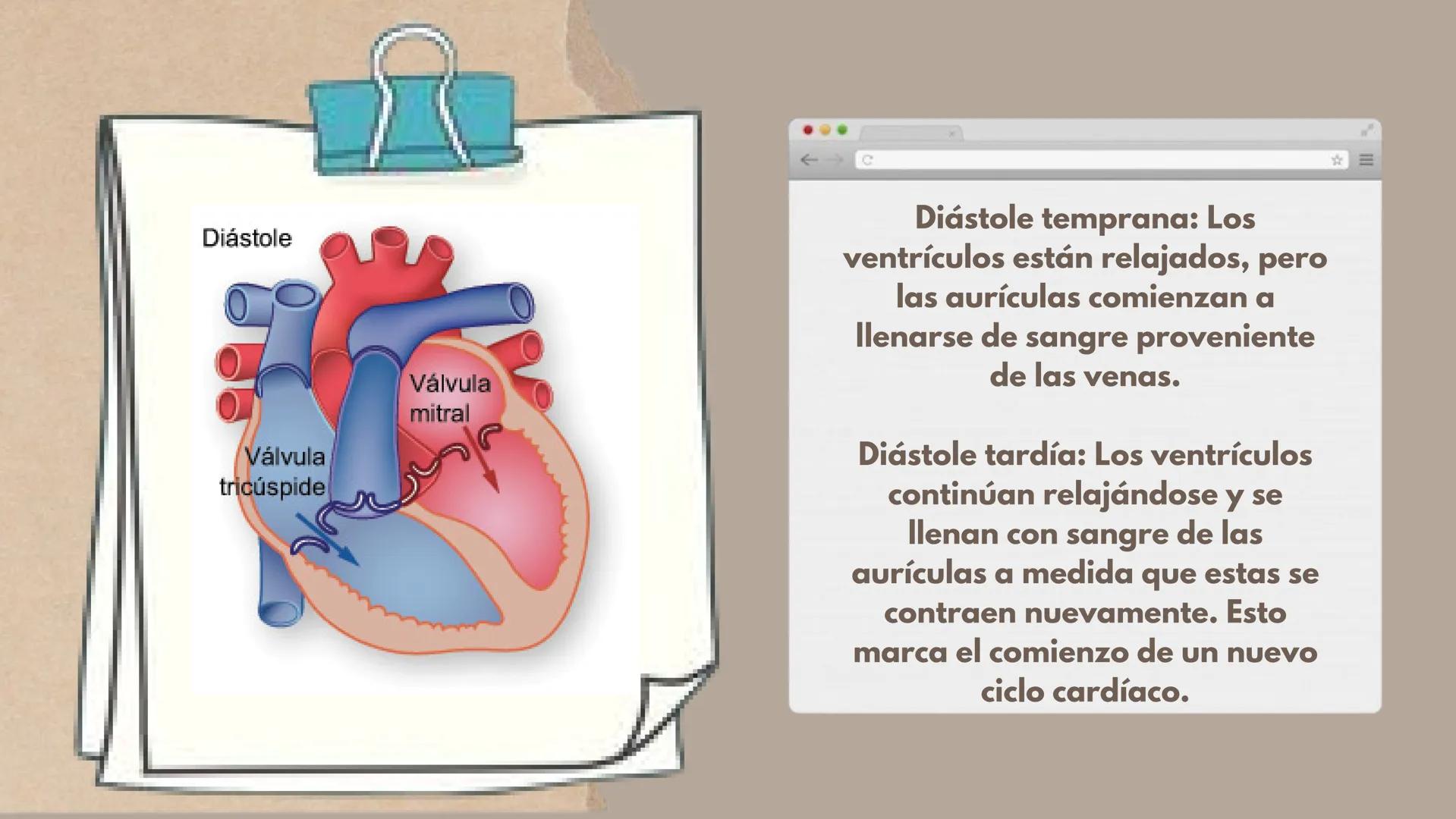 CICLO
CARDÍACO Aurícula derecha: Recibe sangre
pobre en oxígeno de las venas
principales, como la vena cava
superior e inferior, y la envía