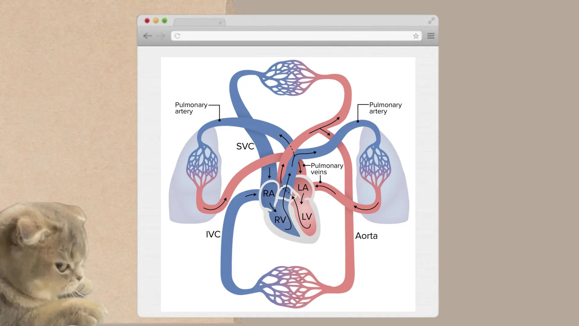 CICLO
CARDÍACO Aurícula derecha: Recibe sangre
pobre en oxígeno de las venas
principales, como la vena cava
superior e inferior, y la envía