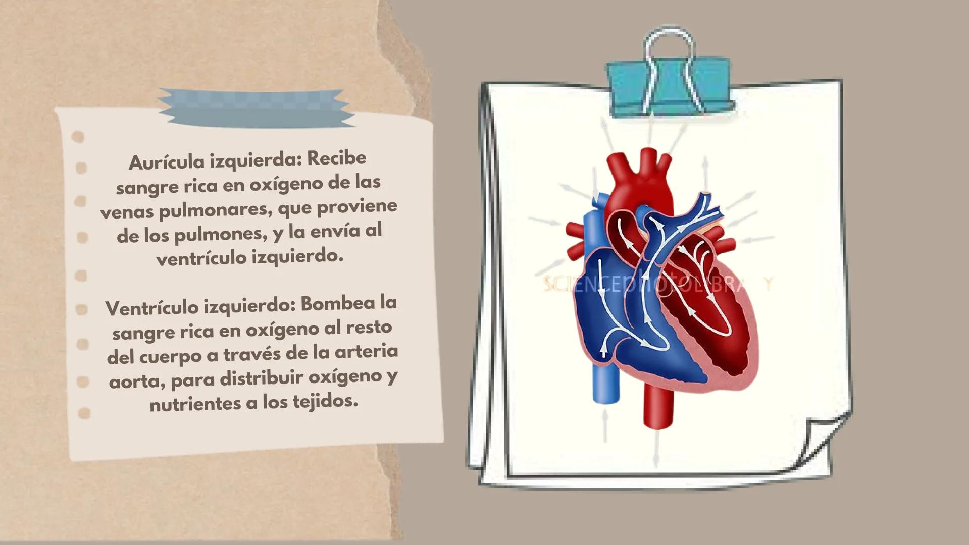 CICLO
CARDÍACO Aurícula derecha: Recibe sangre
pobre en oxígeno de las venas
principales, como la vena cava
superior e inferior, y la envía