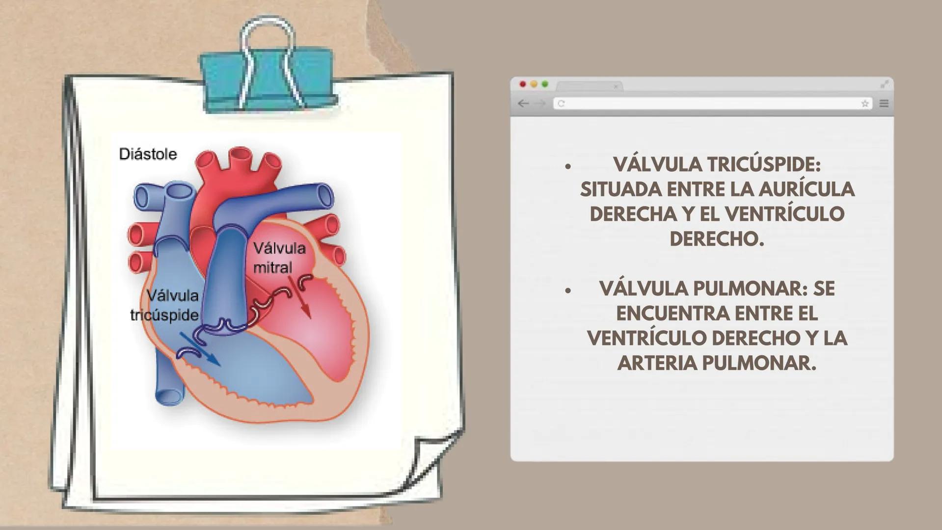CICLO
CARDÍACO Aurícula derecha: Recibe sangre
pobre en oxígeno de las venas
principales, como la vena cava
superior e inferior, y la envía