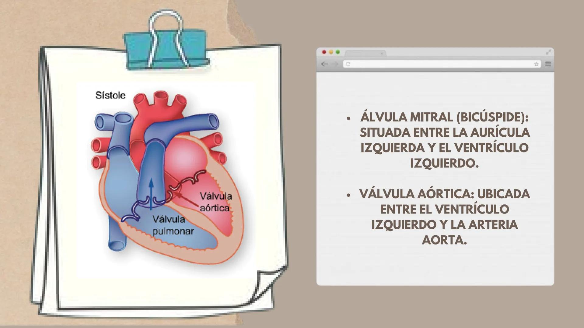 CICLO
CARDÍACO Aurícula derecha: Recibe sangre
pobre en oxígeno de las venas
principales, como la vena cava
superior e inferior, y la envía