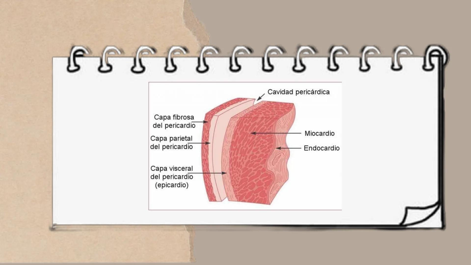 CICLO
CARDÍACO Aurícula derecha: Recibe sangre
pobre en oxígeno de las venas
principales, como la vena cava
superior e inferior, y la envía
