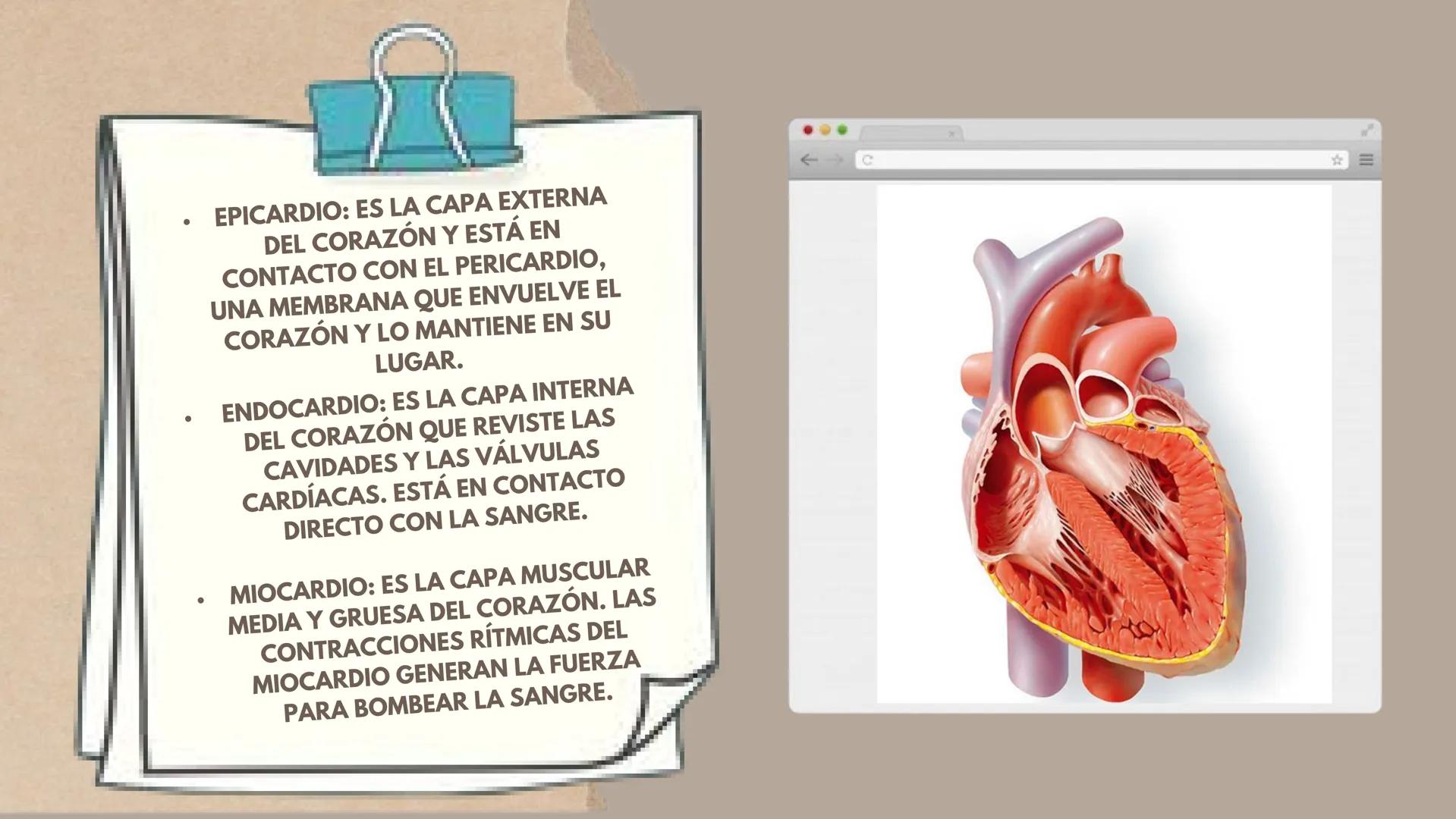CICLO
CARDÍACO Aurícula derecha: Recibe sangre
pobre en oxígeno de las venas
principales, como la vena cava
superior e inferior, y la envía