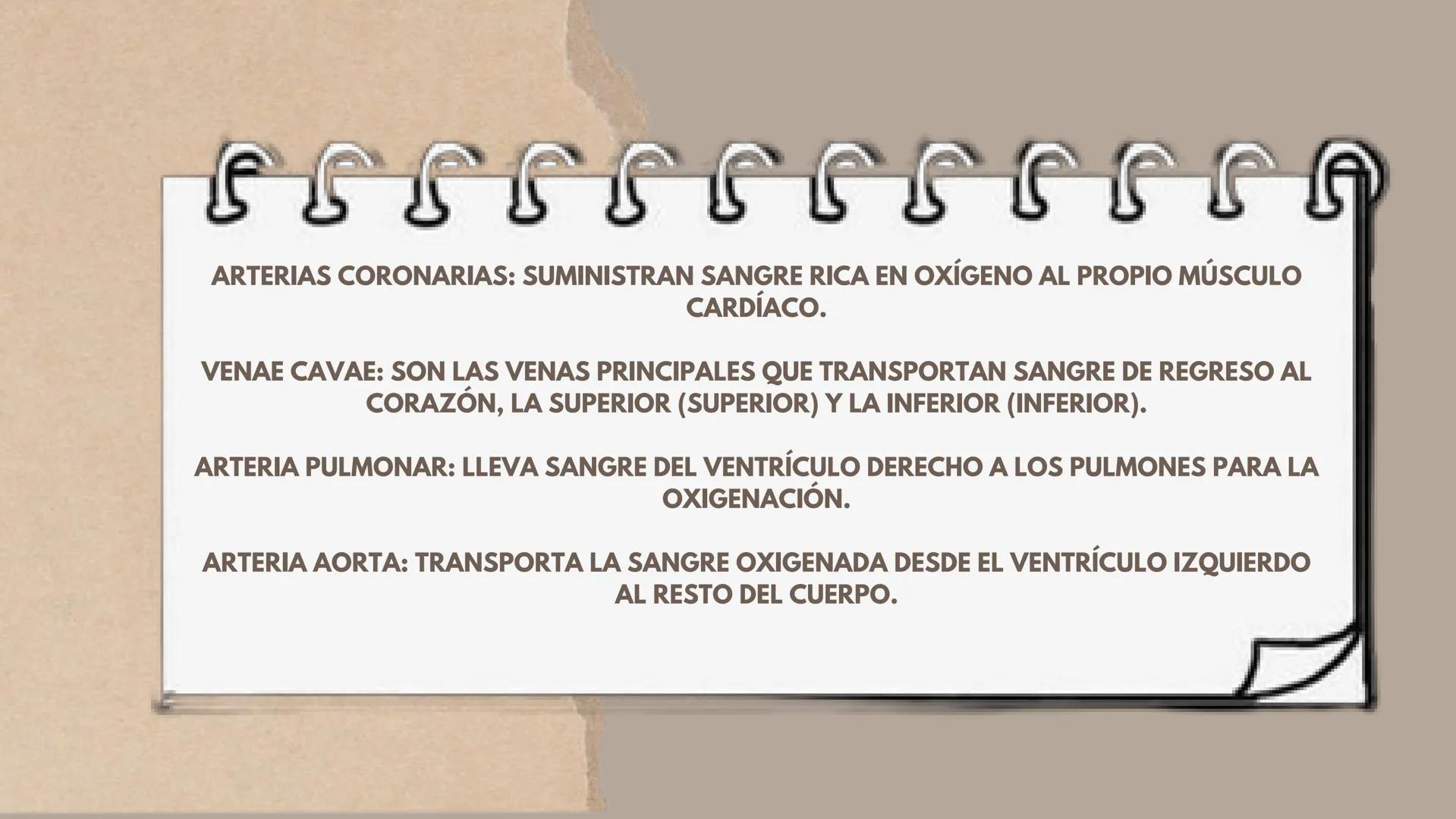 CICLO
CARDÍACO Aurícula derecha: Recibe sangre
pobre en oxígeno de las venas
principales, como la vena cava
superior e inferior, y la envía