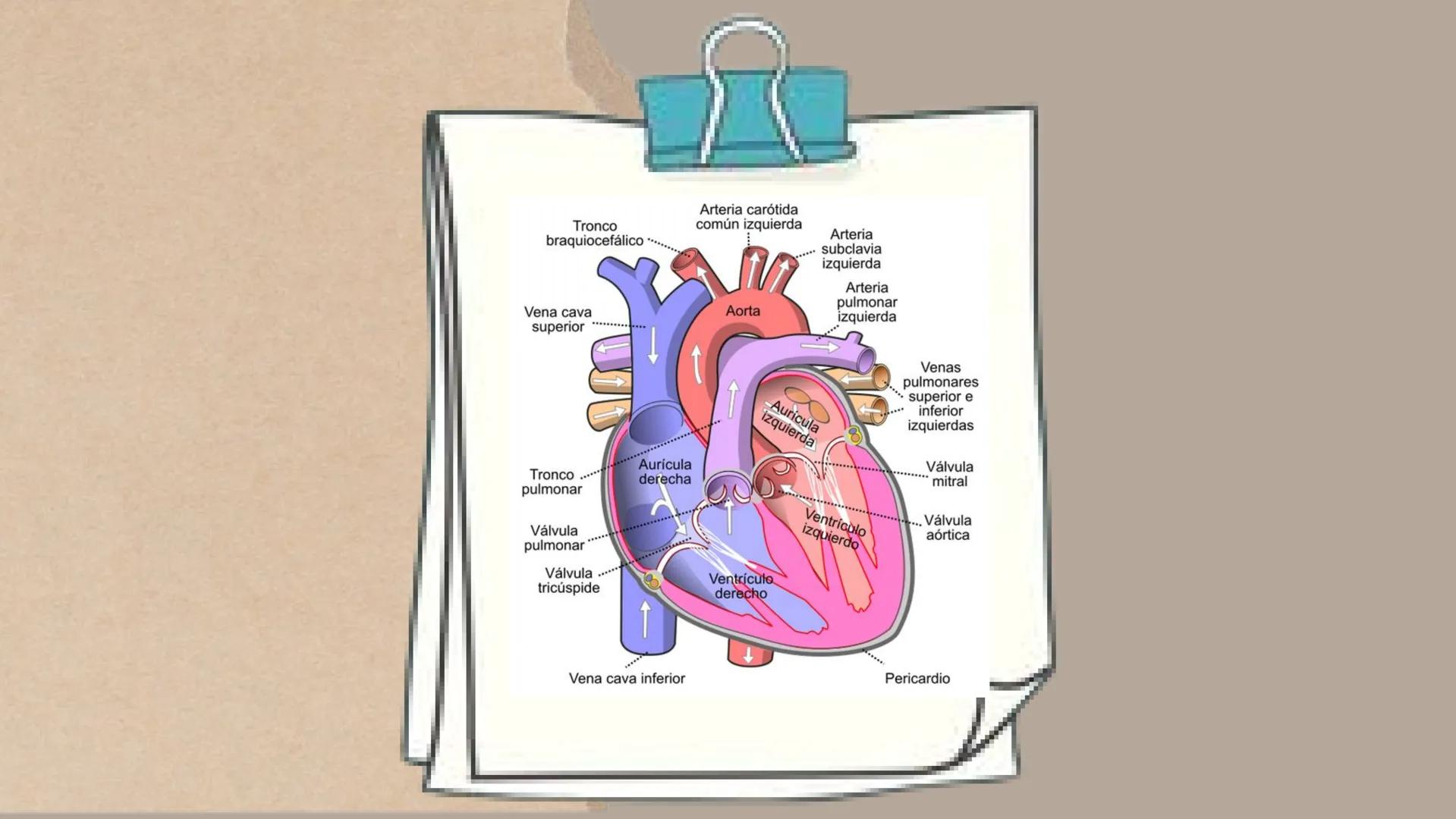 CICLO
CARDÍACO Aurícula derecha: Recibe sangre
pobre en oxígeno de las venas
principales, como la vena cava
superior e inferior, y la envía