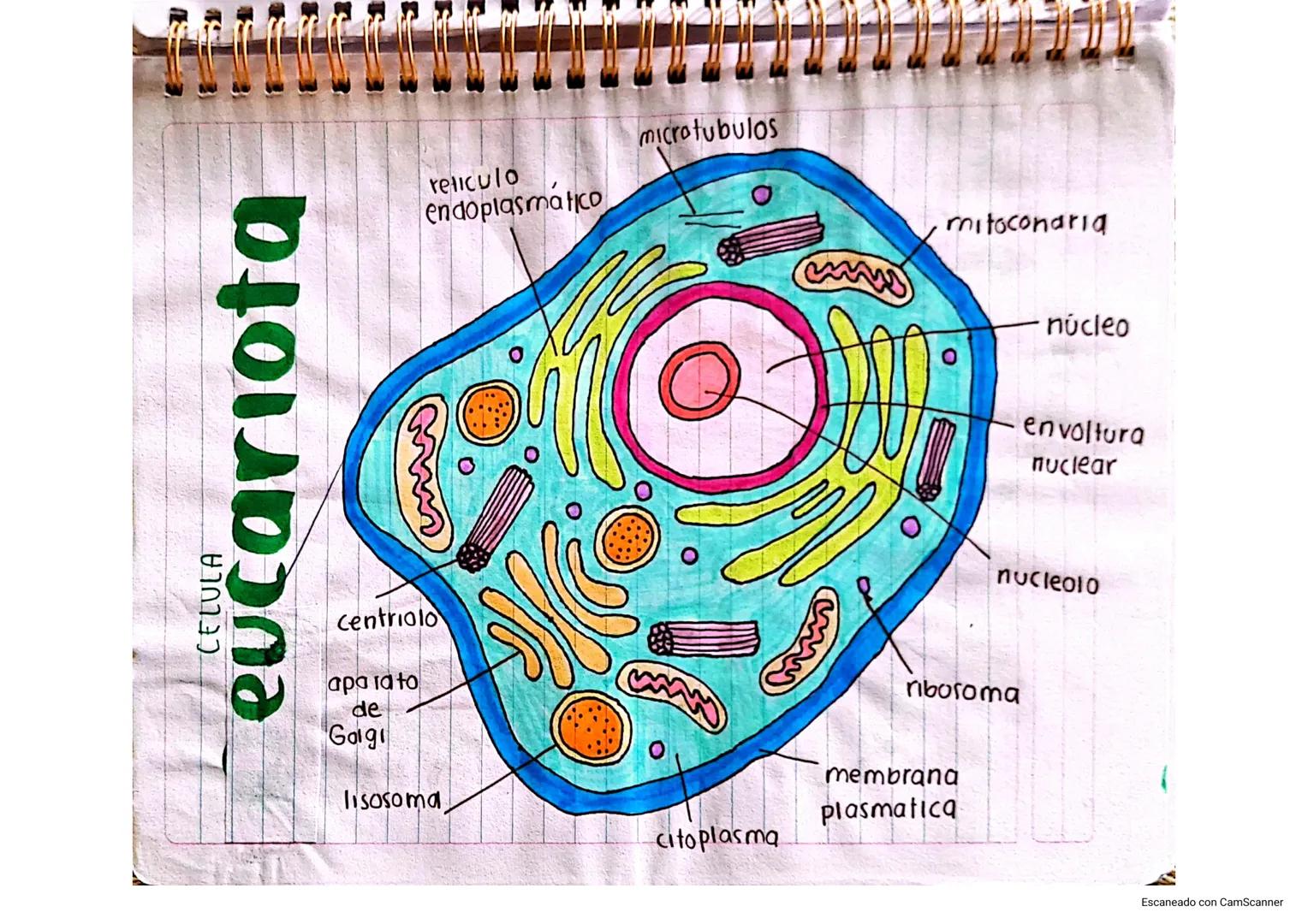 CELULA
eucariota
reticulo
endoplasmático
microtubulos
mitocondria
núcleo
Centriolo
aparato
de
Golgi
envoltura
nuclear
nucleolo
ribosoma
liso
