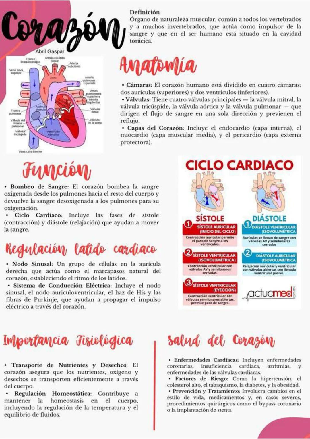 # Corazón
Vena cava
superior
Abril Gaspar
Arteria carótida
ereches
Definición
Órgano de naturaleza muscular, común a todos los vertebrad
