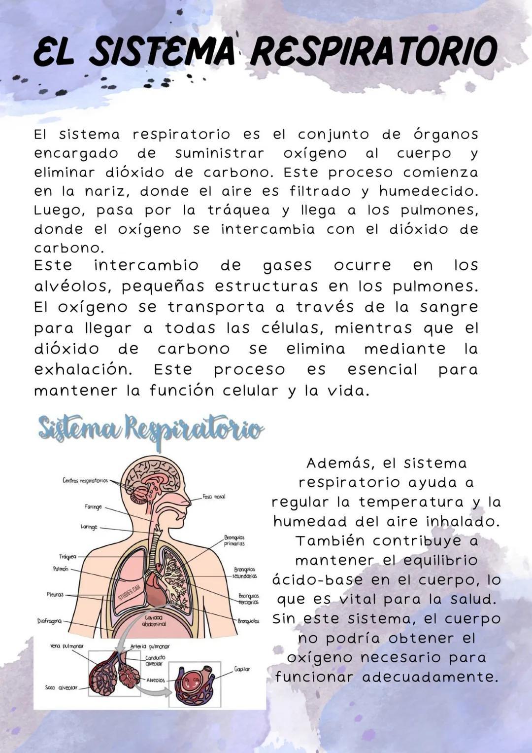 # EL SISTEMA RESPIRATORIO
El sistema respiratorio es el conjunto de órganos
encargado de suministrar oxígeno al cuerpo y
eliminar dióxido d