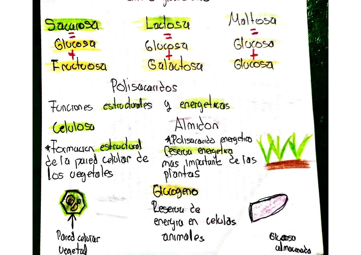 Biomoleculas
Carbohidratos A los carbohidratos tambien se les
CHO
dice
*Hidratos de carbono
*La principal funcion
*Glucocicos
es ser la pr