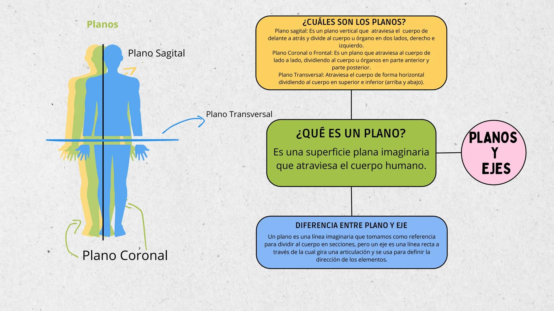 Planos
Plano Sagital
¿CUÁLES SON LOS PLANOS?
Plano sagital: Es un plano vertical que atraviesa el cuerpo de
delante a atrás y divide al cu