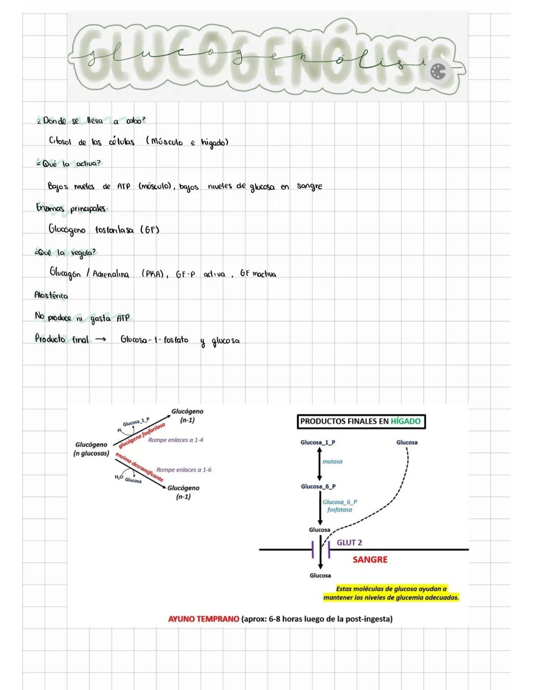 # GLUCOGENOLISIO
¿Donde se lleva a cabo?
Citosol de las células (Músculo e higado)
¿Qué la activa?
Bajos niveles de ATP (músculo), bajos