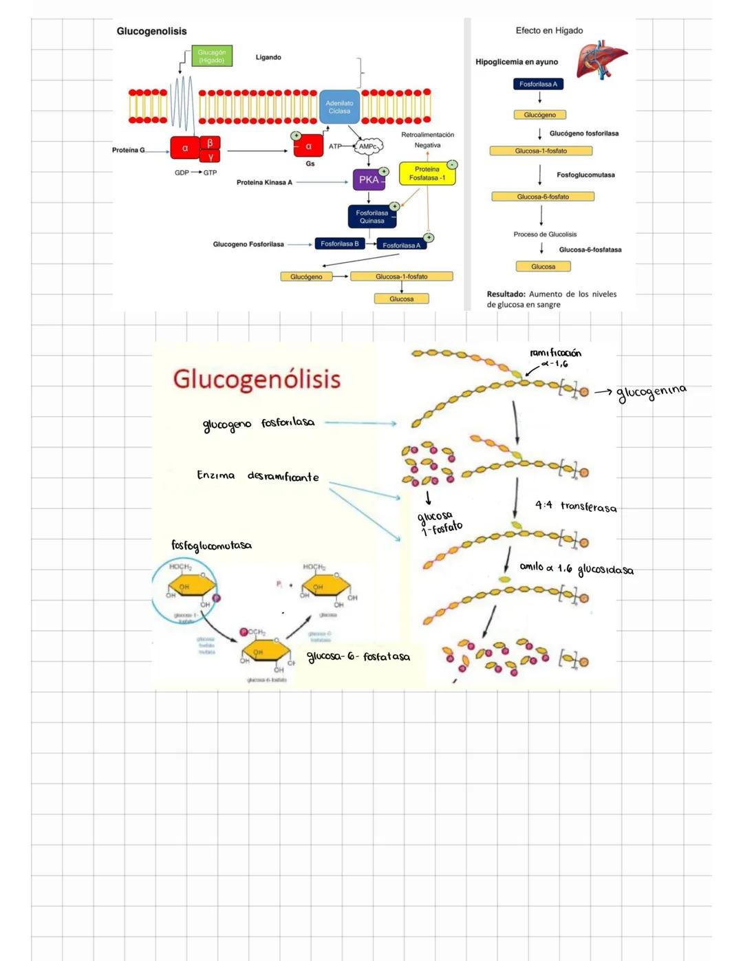 # GLUCOGENOLISIO
¿Donde se lleva a cabo?
Citosol de las células (Músculo e higado)
¿Qué la activa?
Bajos niveles de ATP (músculo), bajos