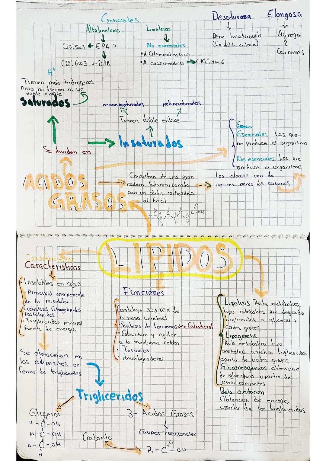 # Esenciales
Alfalinoleico
↓
(20.5w3 EPA
↓
(22:603-DHA
H+
Tienen más hidrogenos
Pero no tienen ni un
doble enlace
Salurados
↑
Se dividen e