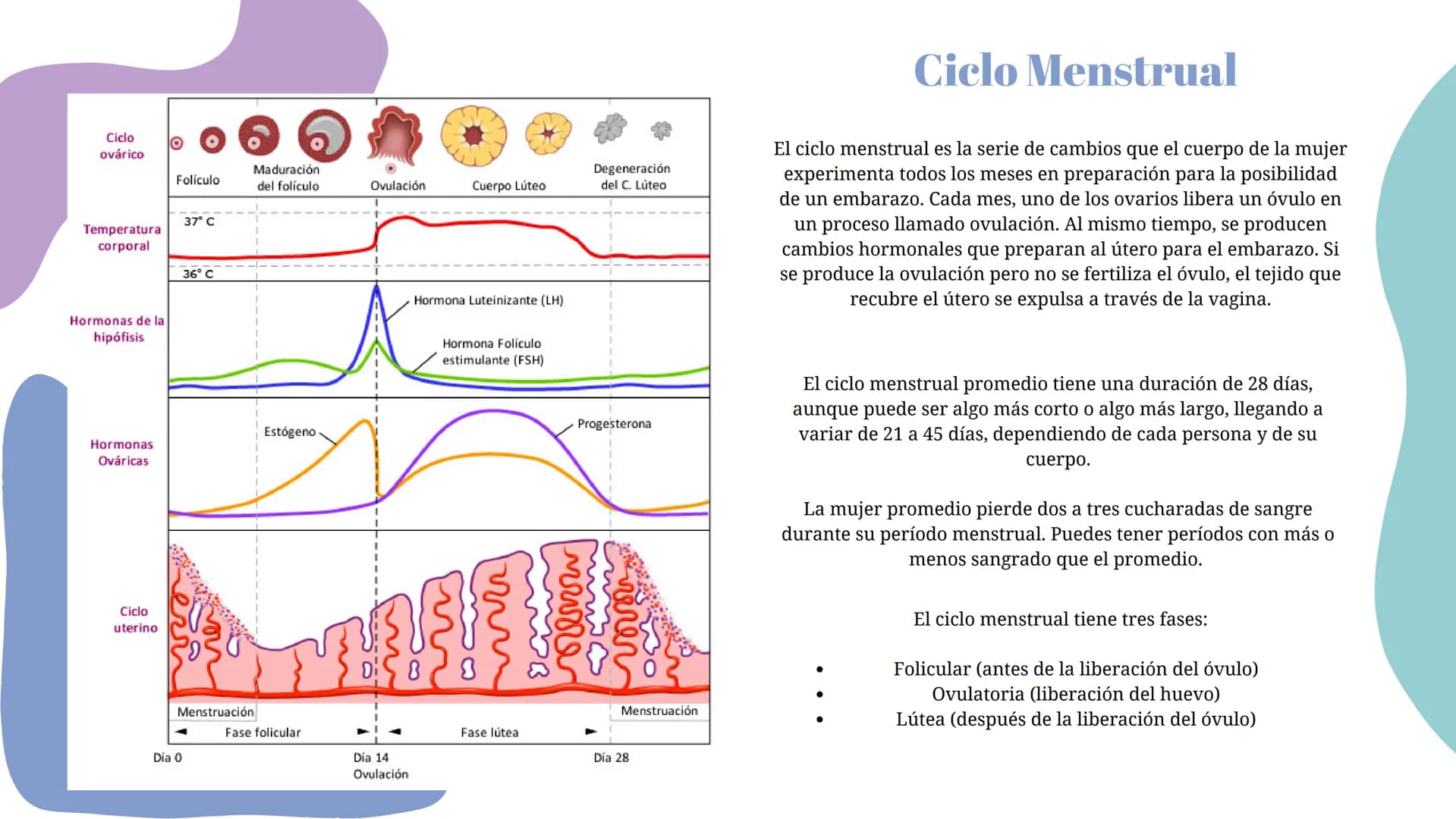 # Ciclo Menstrual
Ciclo
ovárico
Folículo
Maduración
del folículo
Ovulación
Cuerpo Lúteo
Degeneración
del C. Lúteo
37° C
Temperatura