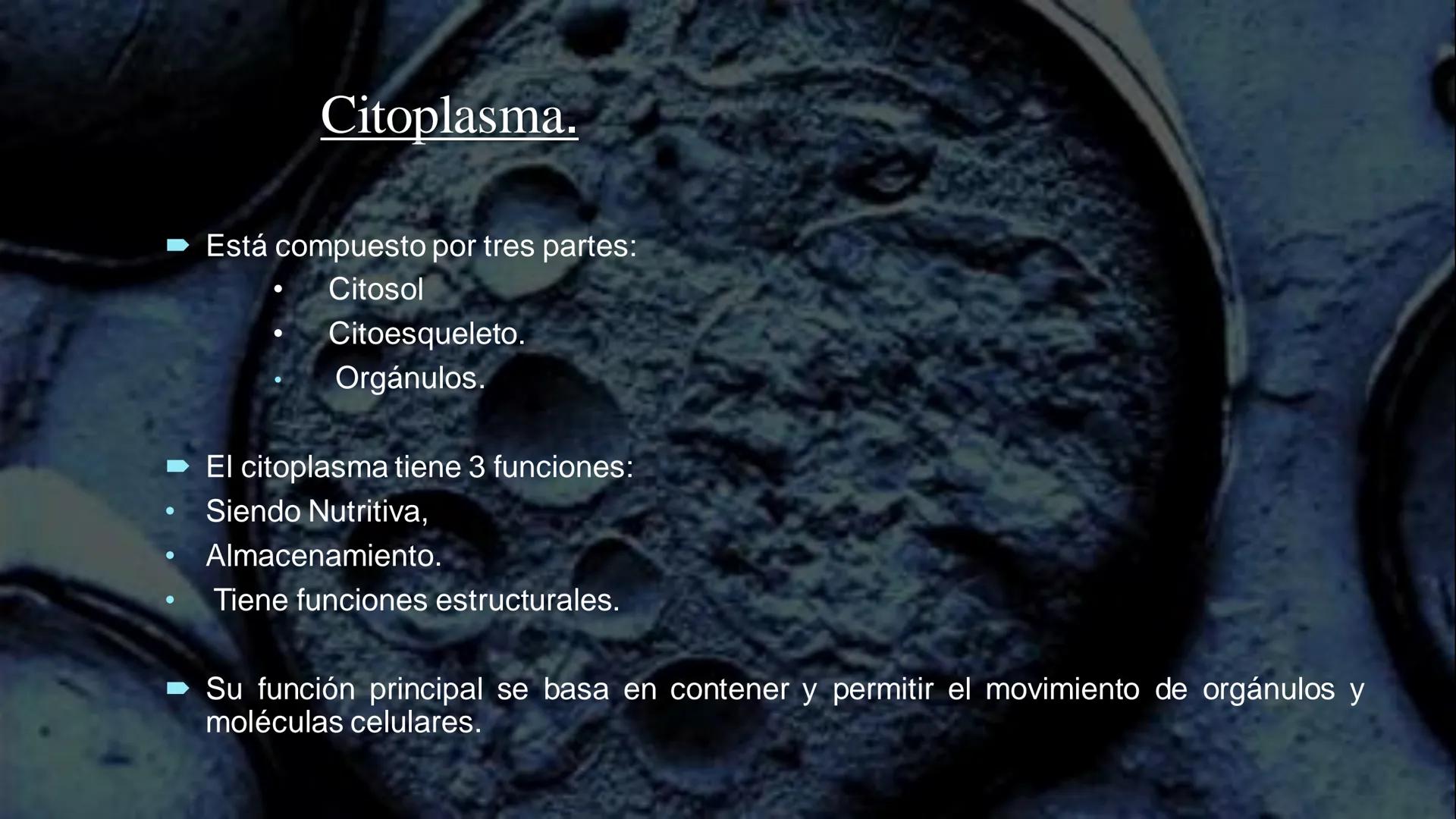 - PROCESOS BIOLÓGICOS.
CÉLULA ANIMAL Y SUS COMPONENTES.
Equipo Huesitos. # NÚCLEO # NUCLEO.
* Es un orgánulo típico de células eucariót