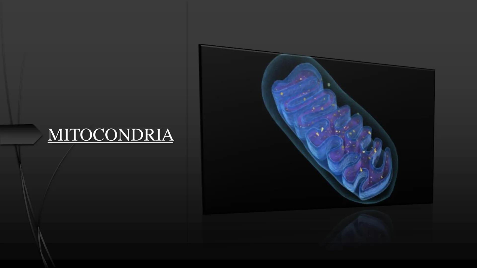 - PROCESOS BIOLÓGICOS.
CÉLULA ANIMAL Y SUS COMPONENTES.
Equipo Huesitos. # NÚCLEO # NUCLEO.
* Es un orgánulo típico de células eucariót